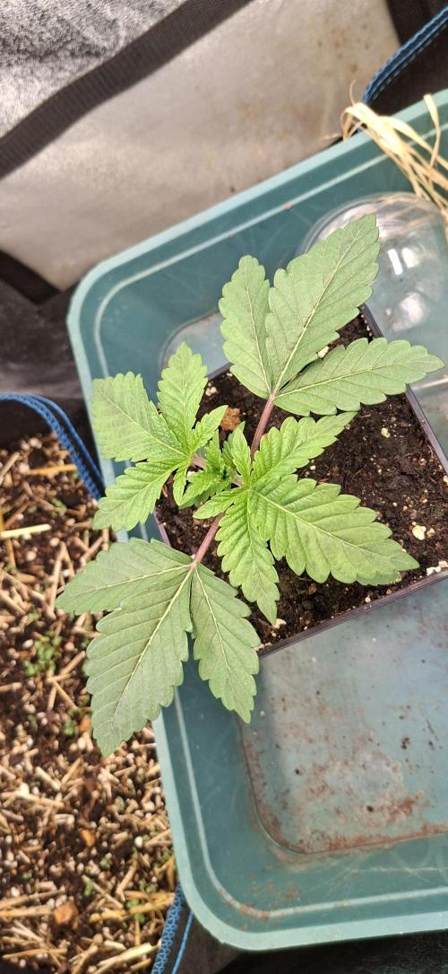 Tropicana Cherry. Week 2