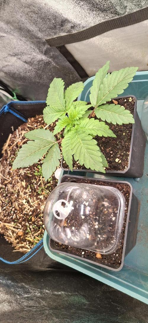 Tropicana Cherry. Week 2