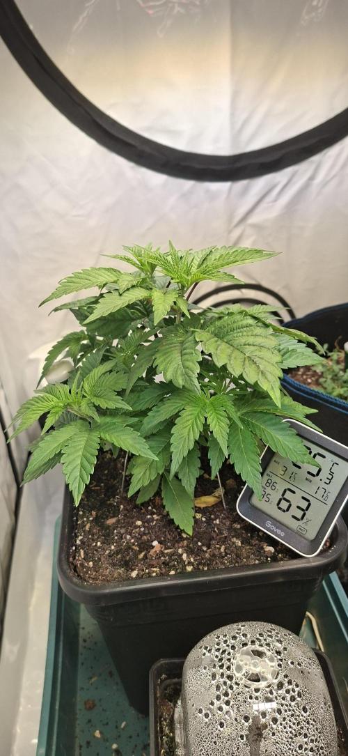Tropicana Cherry. Week 4