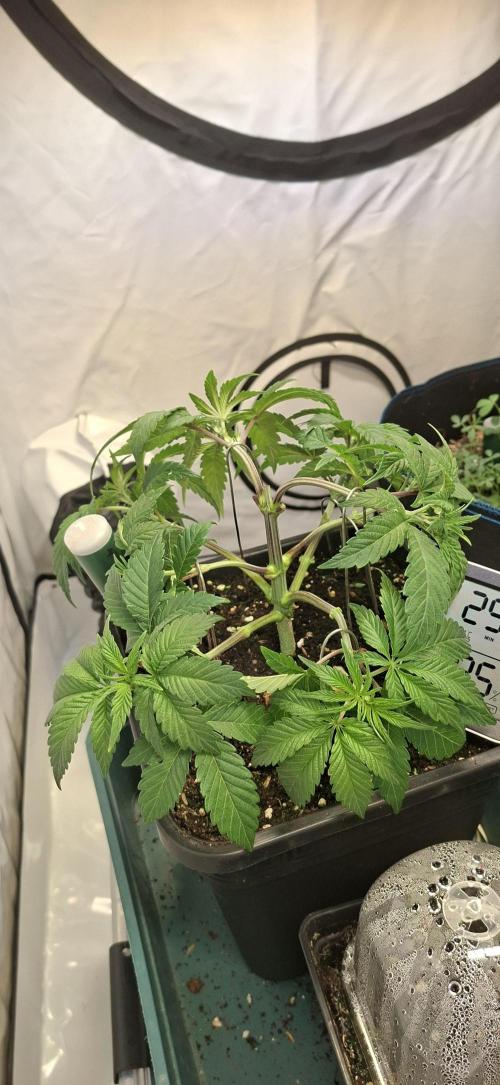 Tropicana Cherry. Week 4