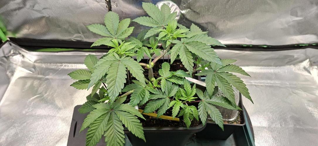 Tropicana Cherry. Week 5