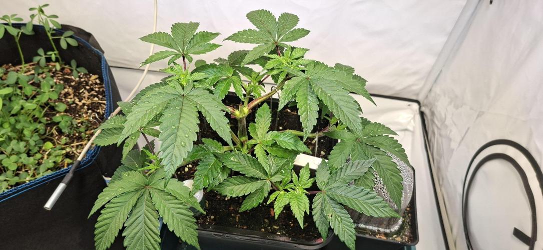 Tropicana Cherry. Week 5