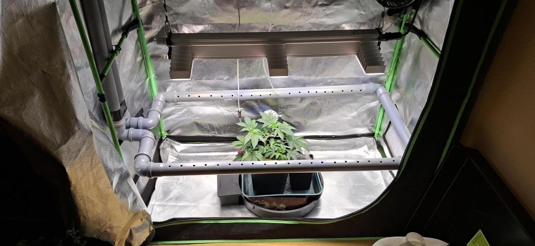 Tropicana Cherry. Week 5
