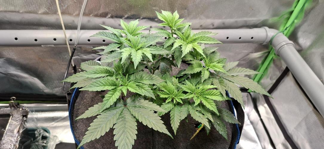 Tropicana Cherry. Week 6