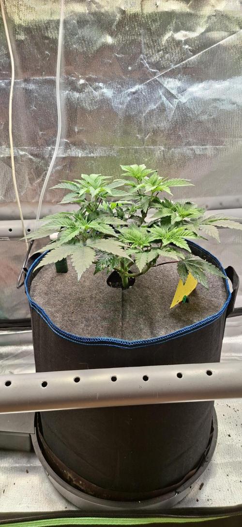 Tropicana Cherry. Week 6