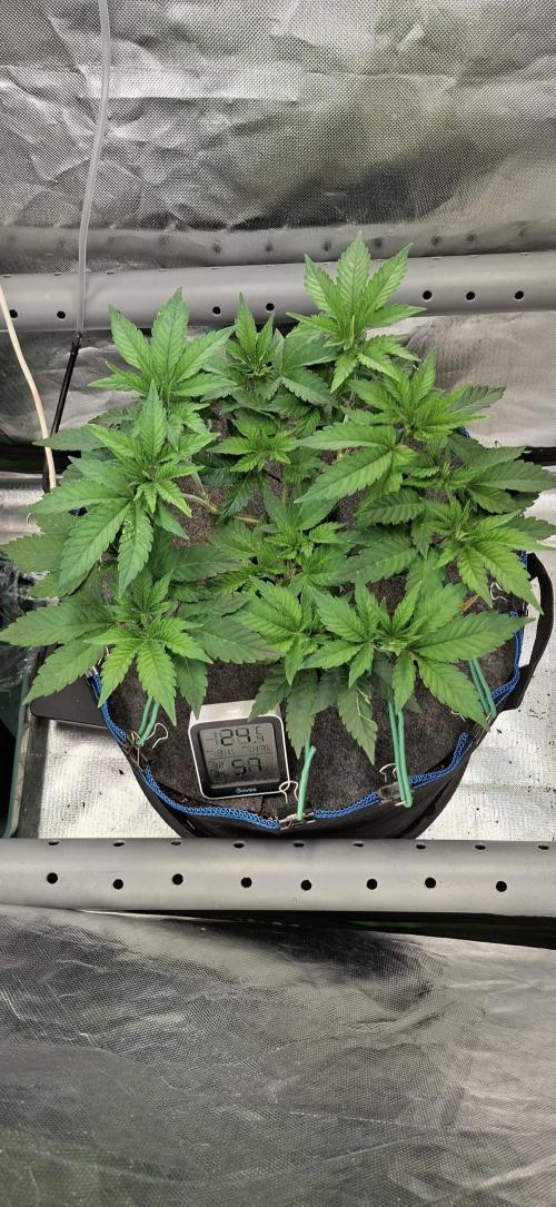 Tropicana Cherry. Week 6