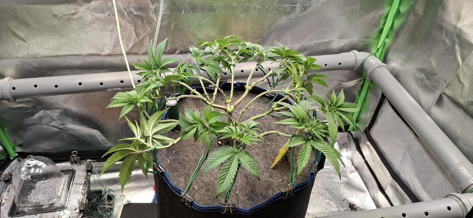 Tropicana Cherry. Week 7