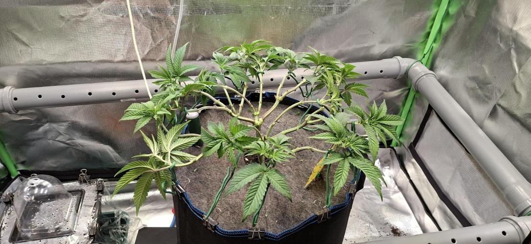 Tropicana Cherry. Week 7