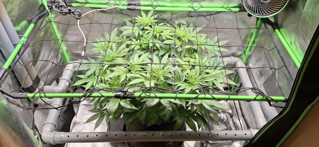 Tropicana Cherry. Week 9