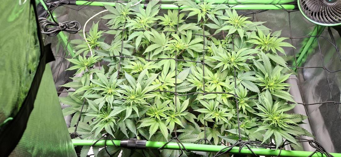 Tropicana Cherry. Week 9