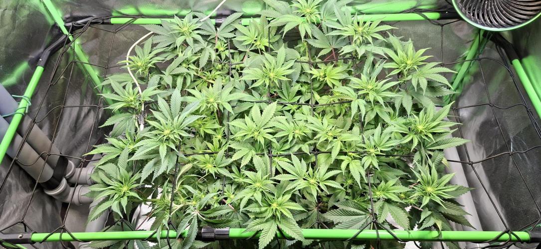Tropicana Cherry. Week 10