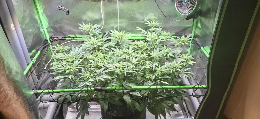 Tropicana Cherry. Week 10