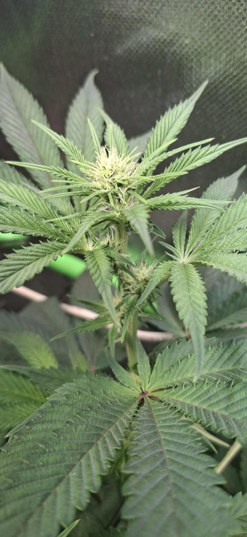 Tropicana Cherry. Week 10