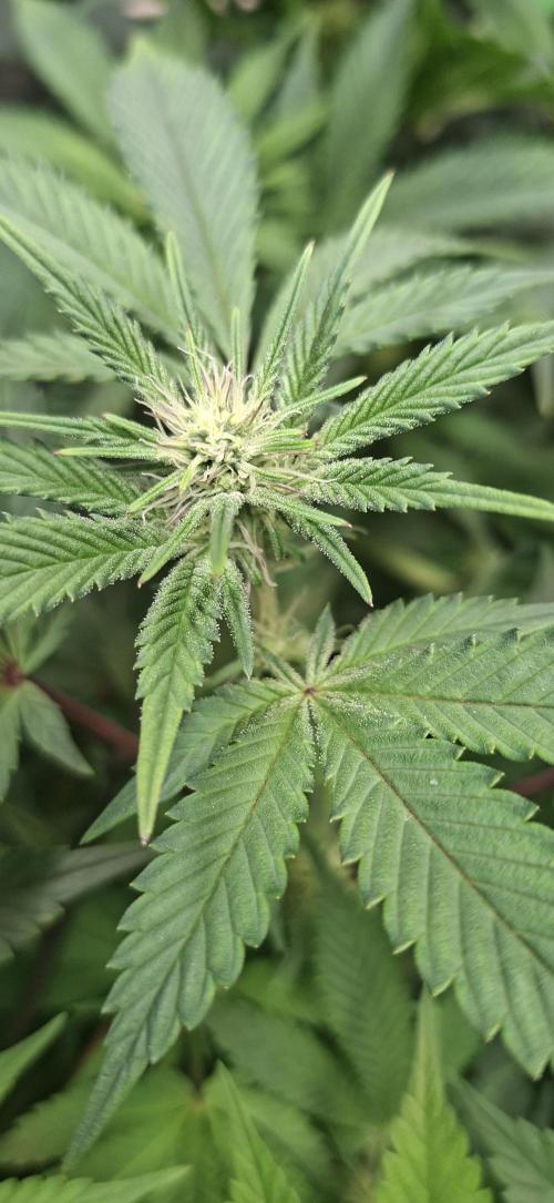 Tropicana Cherry. Week 10