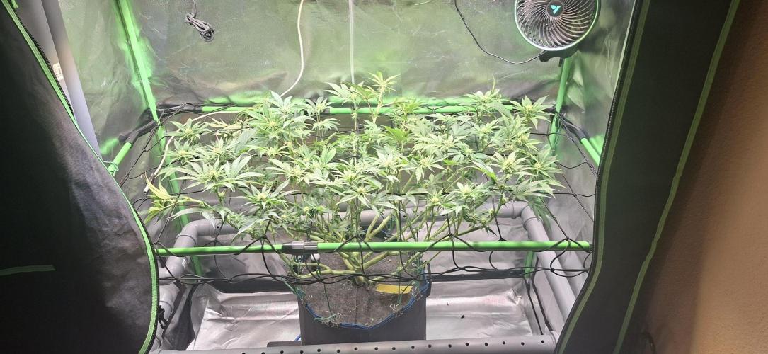 Tropicana Cherry. Week 11