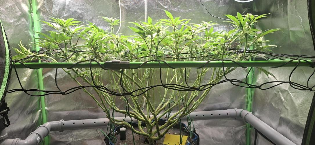 Tropicana Cherry. Week 11