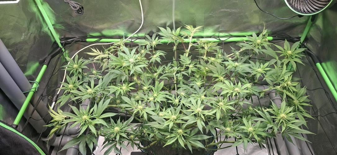 Tropicana Cherry. Week 11