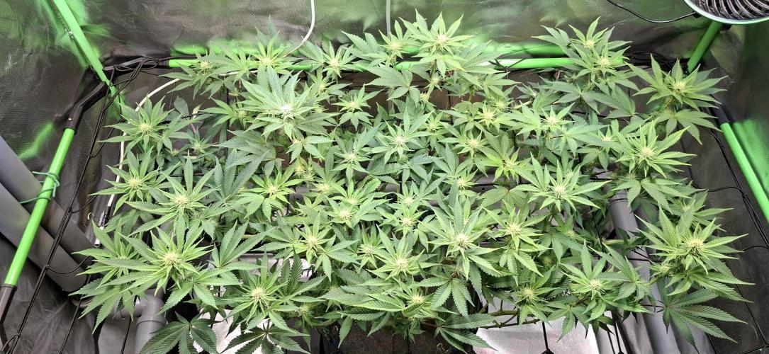 Tropicana Cherry. Week 11