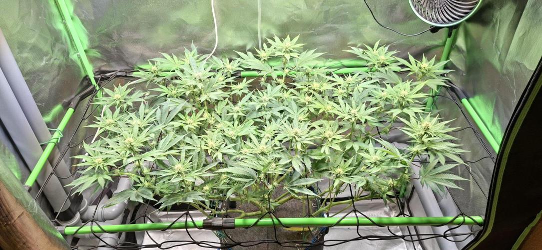 Tropicana Cherry. Week 11