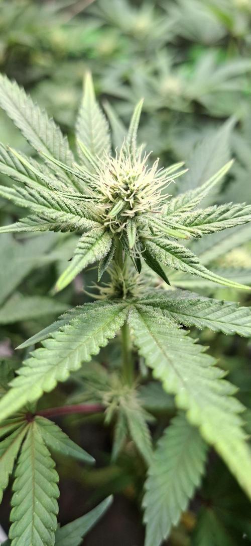 Tropicana Cherry. Week 11