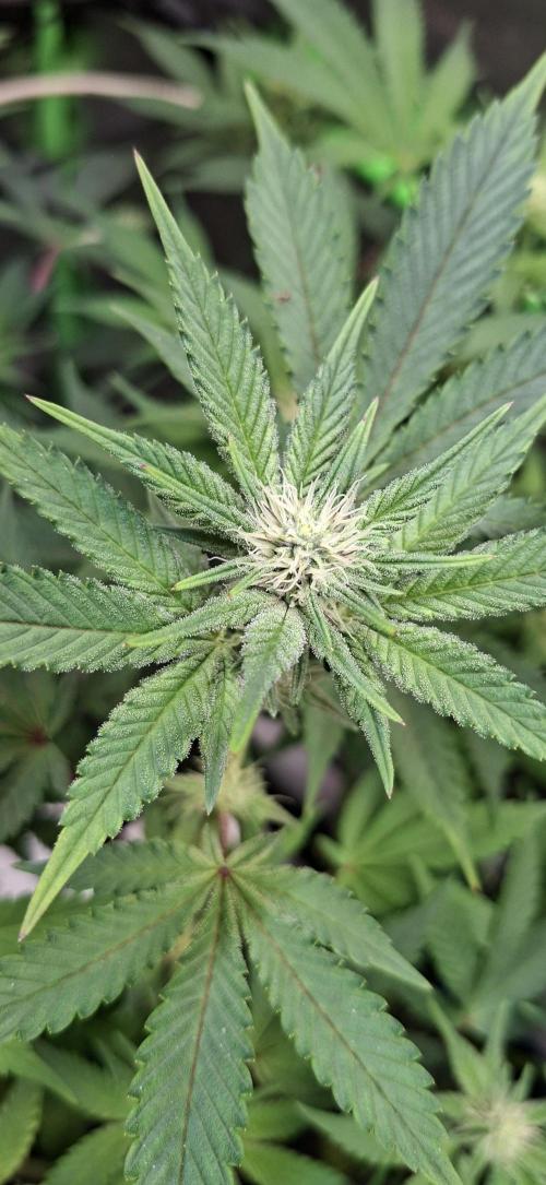 Tropicana Cherry. Week 11