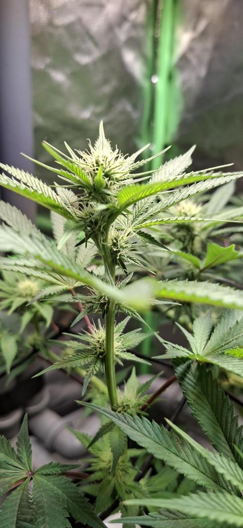 Tropicana Cherry. Week 11