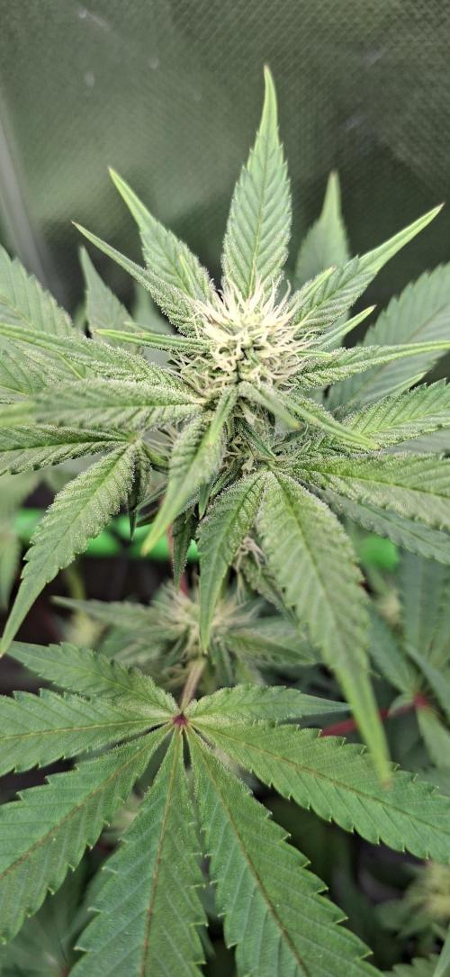 Tropicana Cherry. Week 11