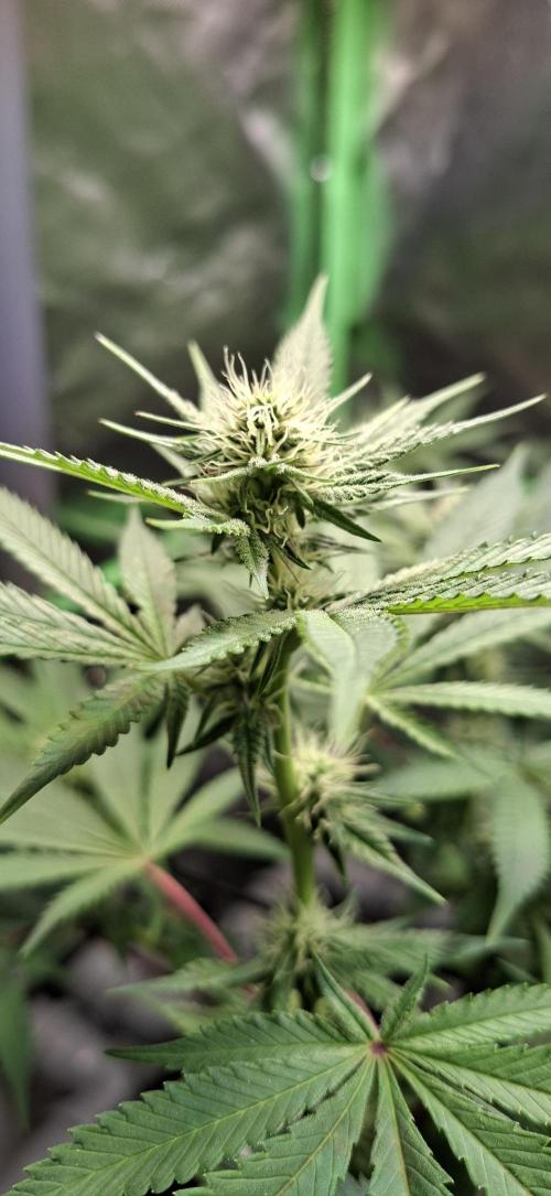 Tropicana Cherry. Week 11