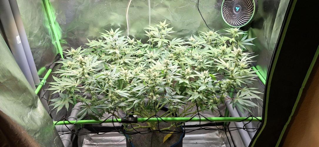 Tropicana Cherry. Week 12