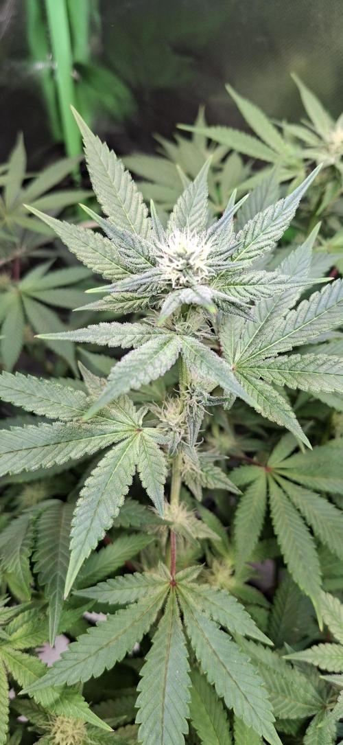 Tropicana Cherry. Week 12