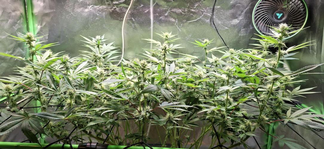 Tropicana Cherry. Week 12