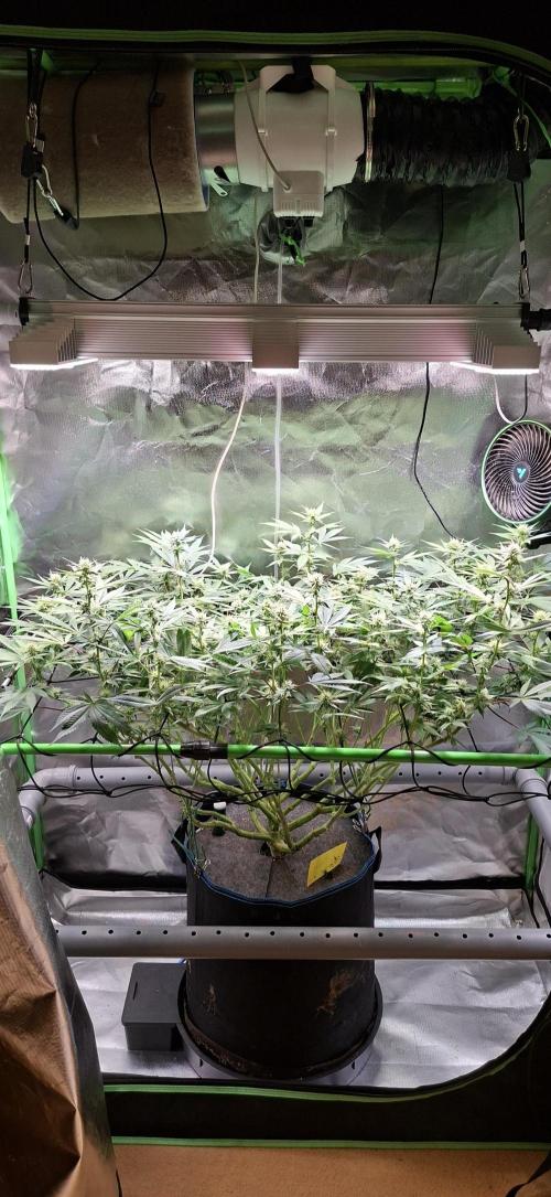 Tropicana Cherry. Week 12