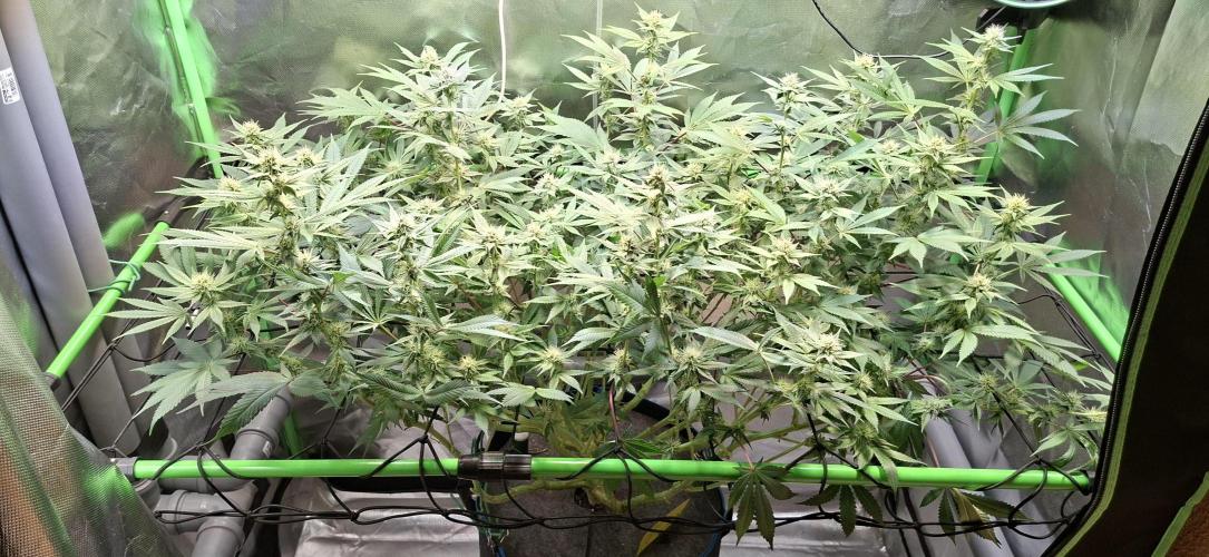 Tropicana Cherry. Week 12