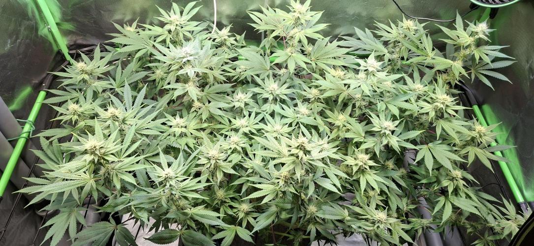 Tropicana Cherry. Week 12