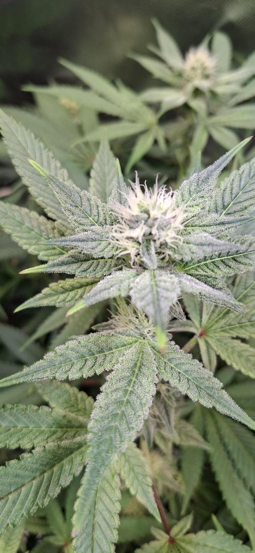Tropicana Cherry. Week 12
