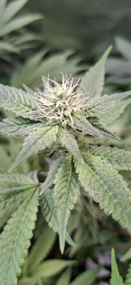 Tropicana Cherry. Week 12