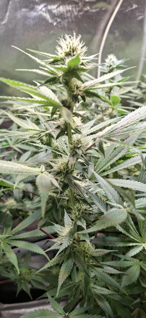 Tropicana Cherry. Week 12