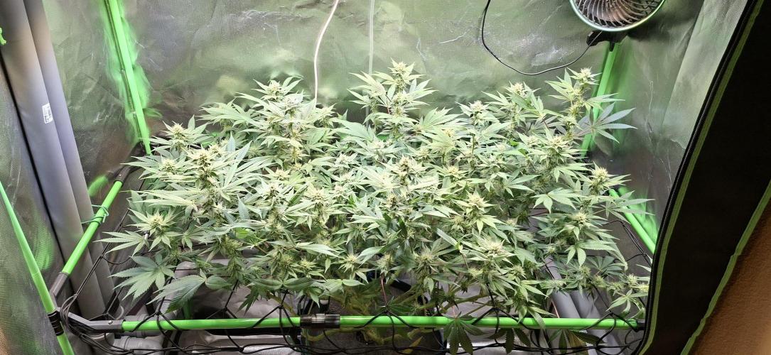 Tropicana Cherry. Week 13