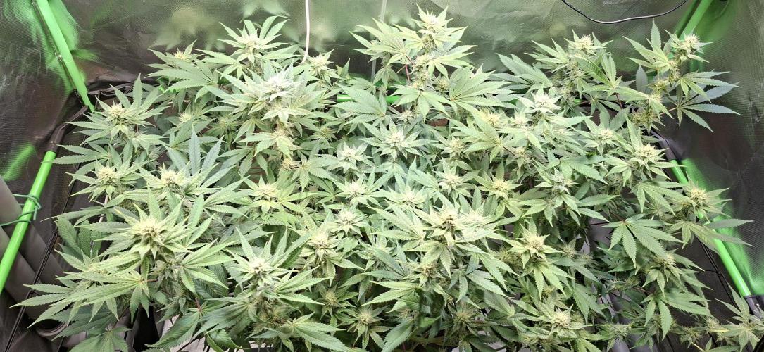 Tropicana Cherry. Week 13