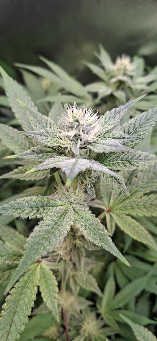 Tropicana Cherry. Week 13