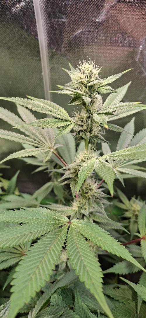 Tropicana Cherry. Week 13