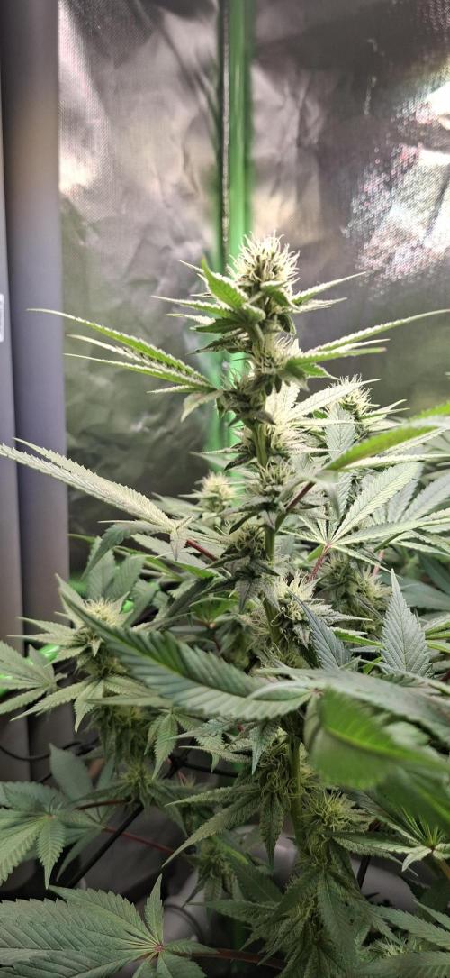 Tropicana Cherry. Week 13