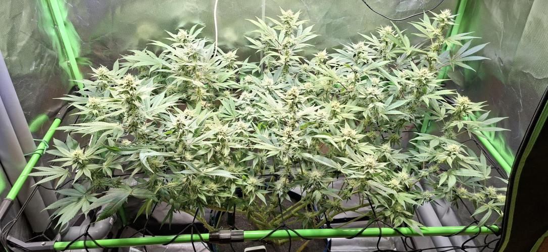 Tropicana Cherry. Week 13
