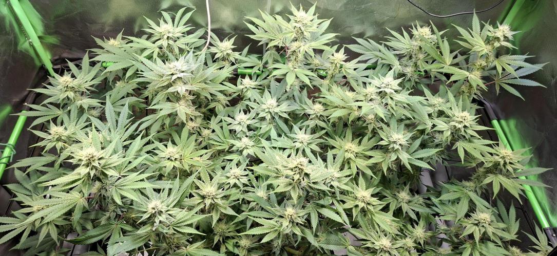 Tropicana Cherry. Week 13