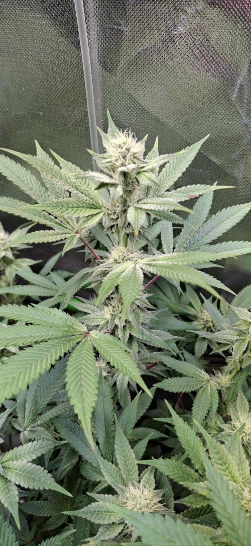Tropicana Cherry. Week 13