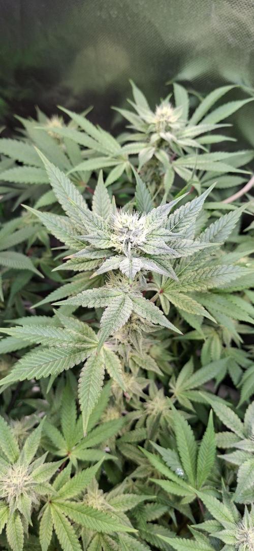Tropicana Cherry. Week 13