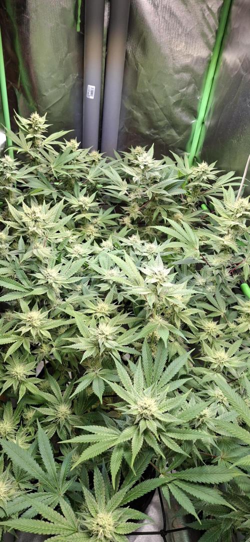Tropicana Cherry. Week 13