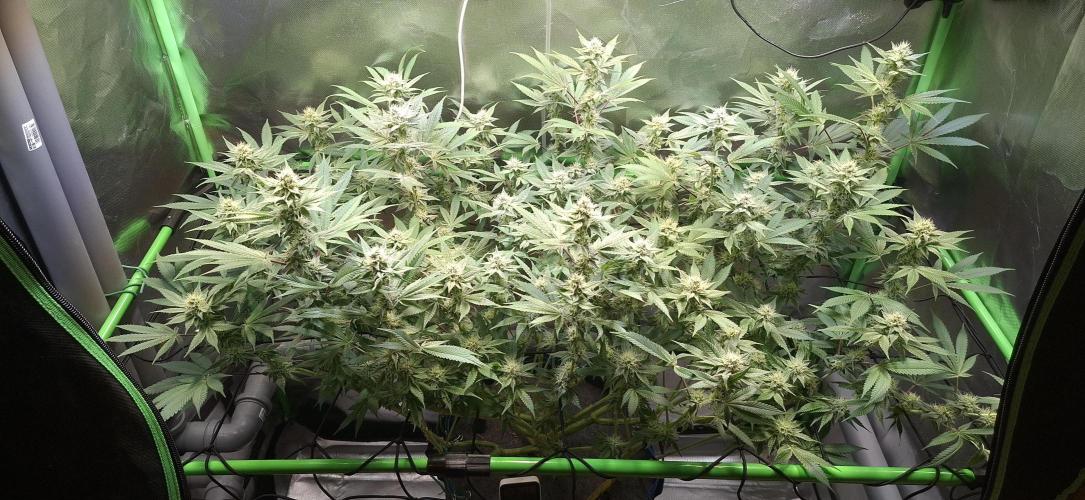 Tropicana Cherry. Week 14