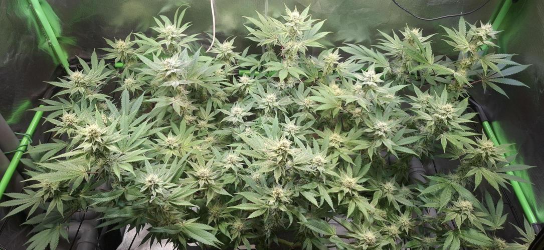Tropicana Cherry. Week 14