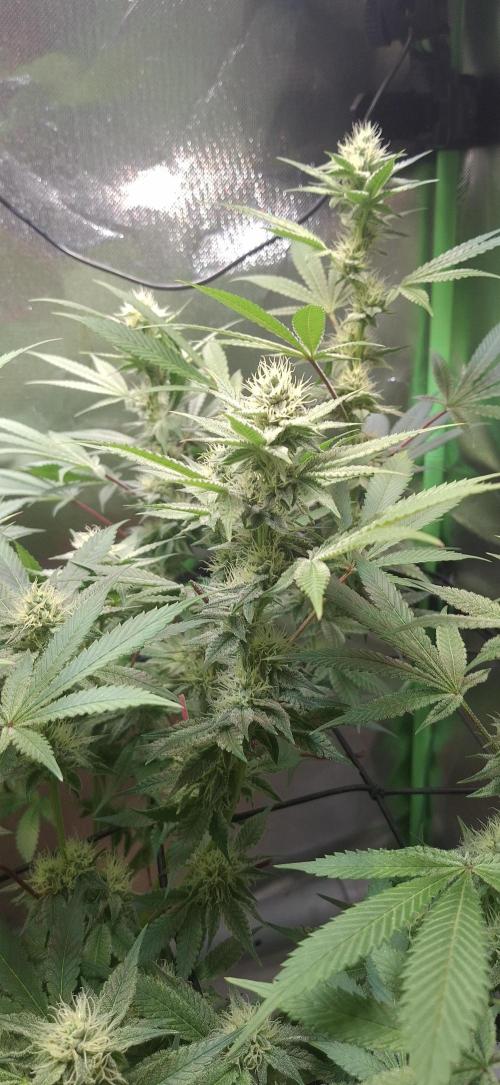 Tropicana Cherry. Week 14
